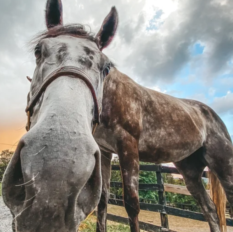 horse consulting 